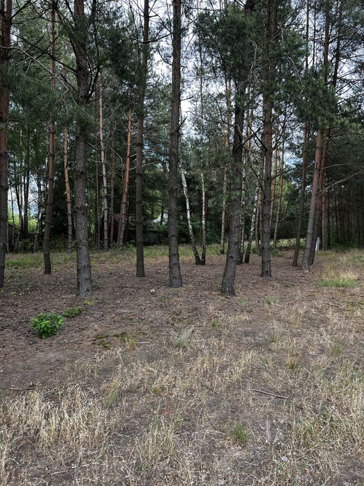 Dzialka Anastazew Mostówka  las, natura