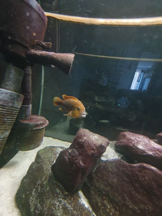 Akwarium malawi z pyszczakami 200l 100x40x40cm