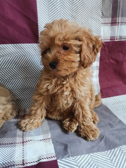 Чудові мальтипу окрас різний розмір міні