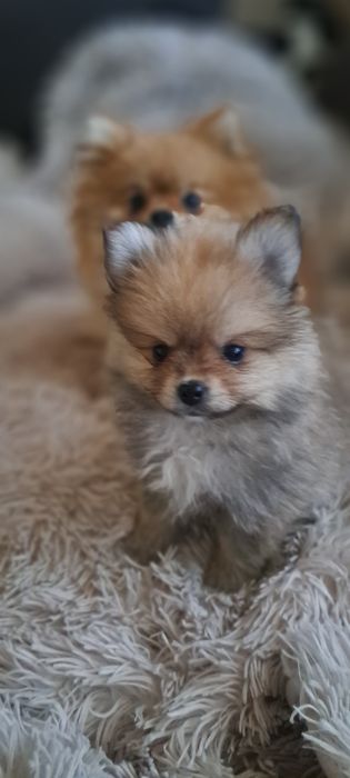 Piesek  pomeranian