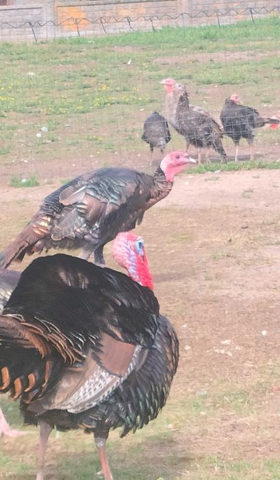 Ostatnie pary indyków miedzianych i dzikich