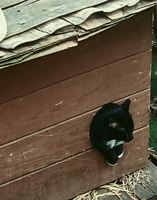 Wspomóż bezdomne Kotki którymi się opiekuję