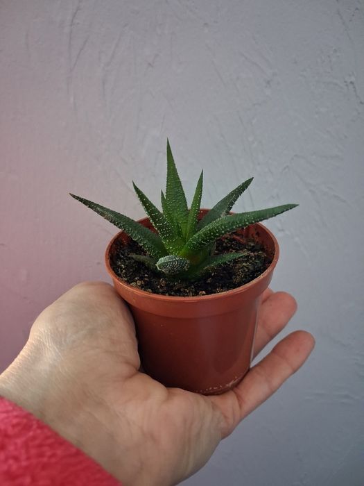 Кімнатні рослини калла,хавортія,сингоніум