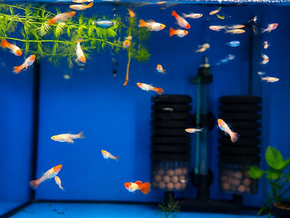 Gupik Golden koi