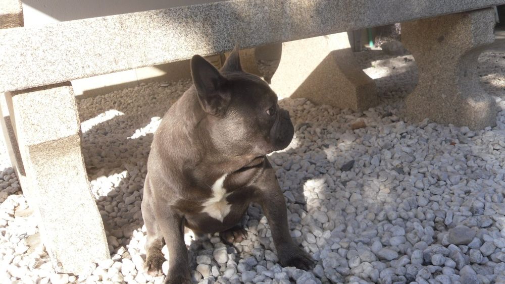 Bulldogue Francês azul macho