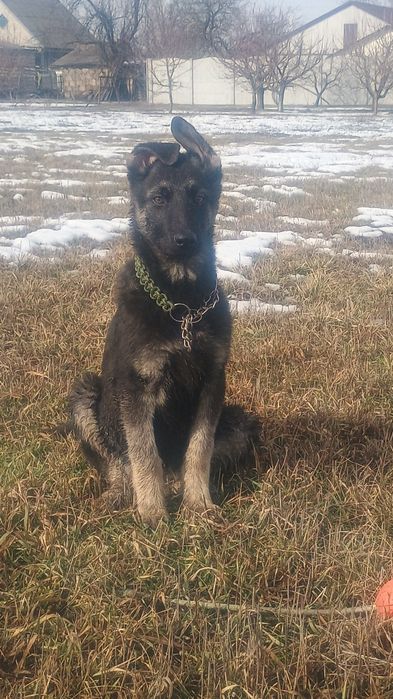 Девочки восточно-европейской овчарки