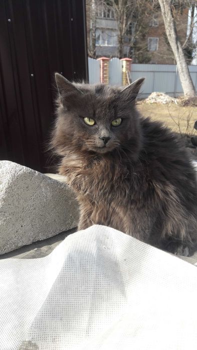 Попиляста кішка 6 міс