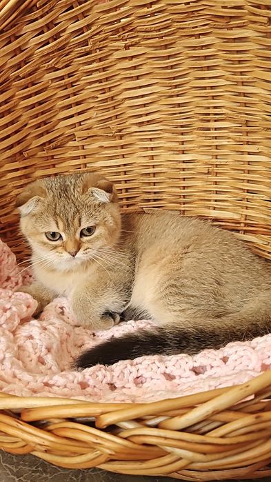Висловуха шикарна дівчинка золота шиншила