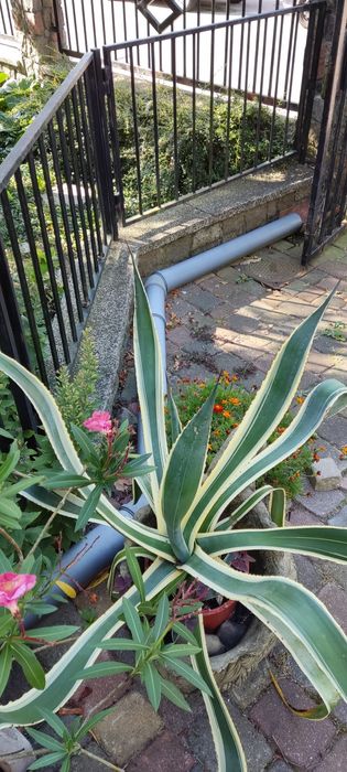 Sprzedam dużą agawę