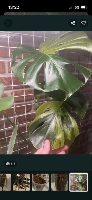Monstera Green on green - kolekcjonerska, 3 listny szczyt LF