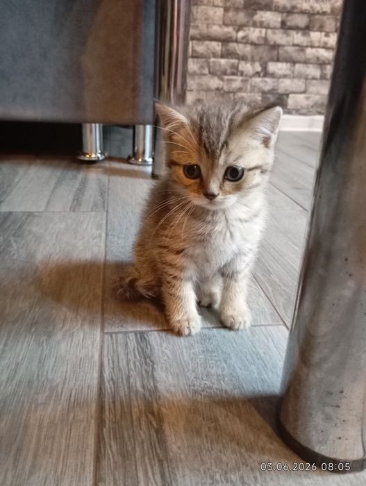 Продам Чудові кошеня