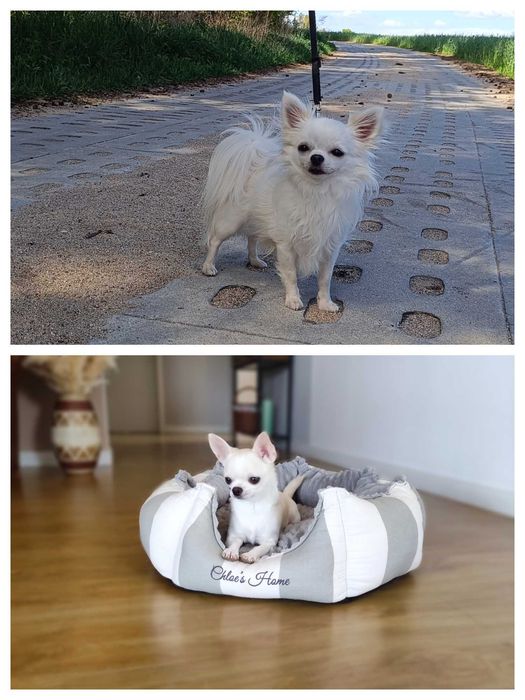 Słodka suczka Chihuahua krótkowłosy ZKwP / FCI