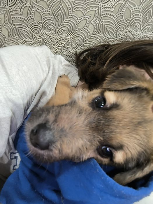 Віддамо щенят в хороші руки. Безкоштовно