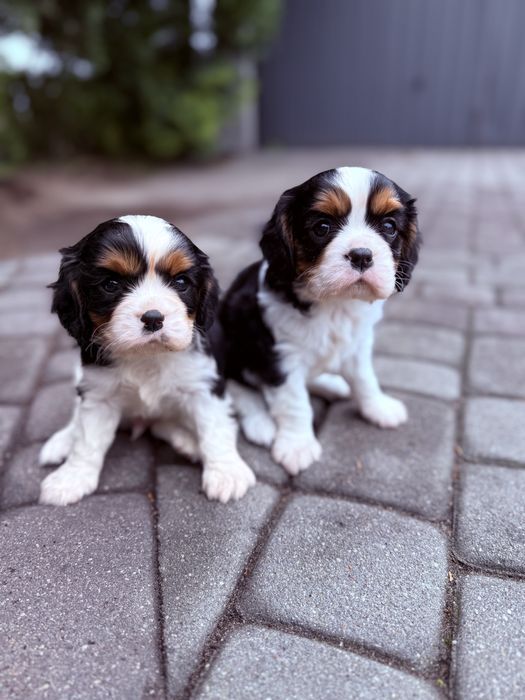 SAMCZYK Cavalier King Charles Spaniel