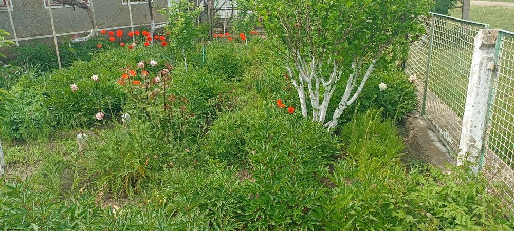 Продам 2 дома на одном участке