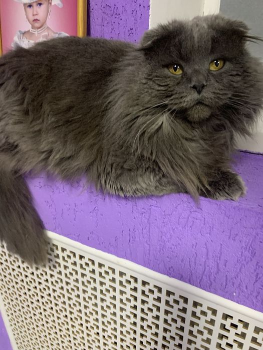 В,язка висловухий шотландець