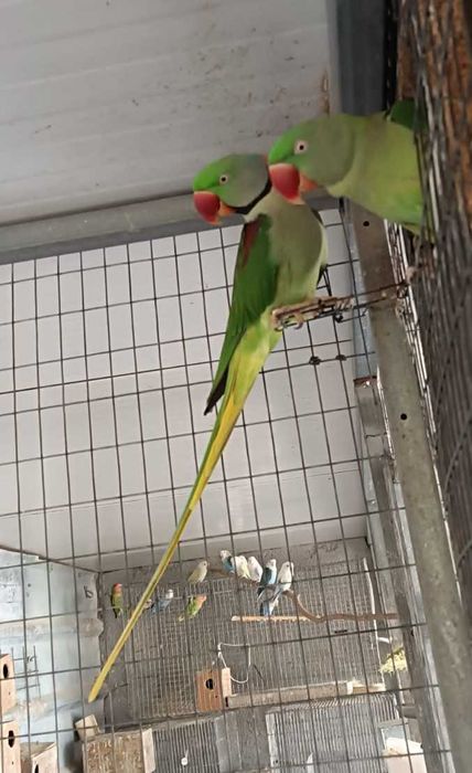 Grande Alexandrino para criar á mão