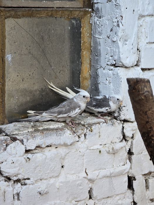 Papugi Nimfy z woliery