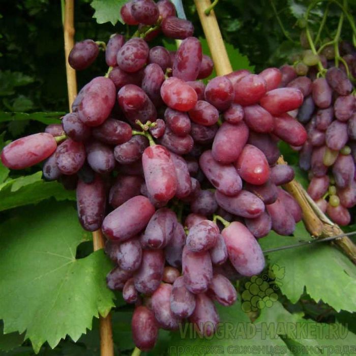 Продам саджанці винограду різних сортів