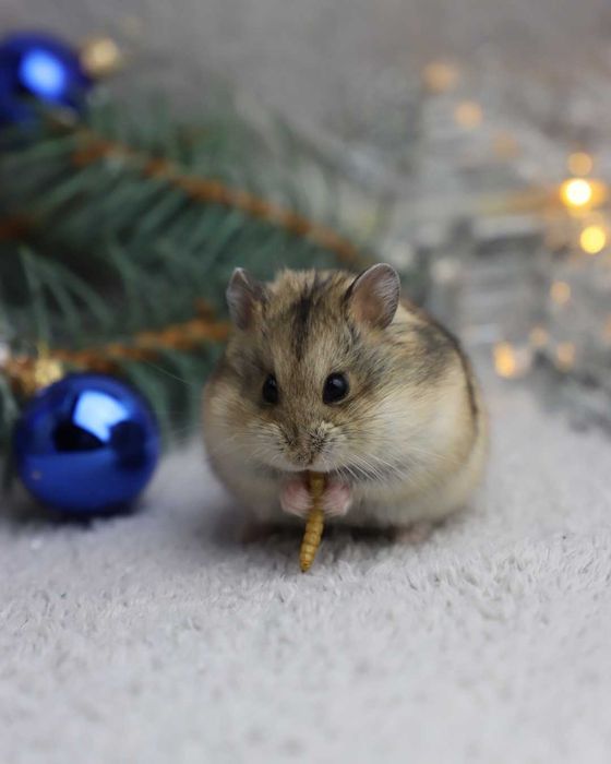 Chomik, chomiki, chomik campbella, rodowodowe chomiki campbella