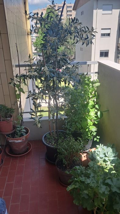 50 € Vendo oliveira  altura 1m e 60 e tal cm