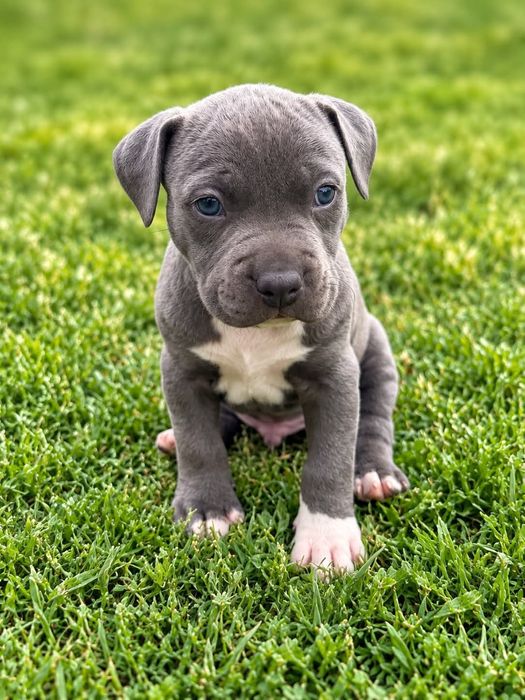 American Staffordshire Terrier 2026 ***Złota Granda *** Piesek  Blue