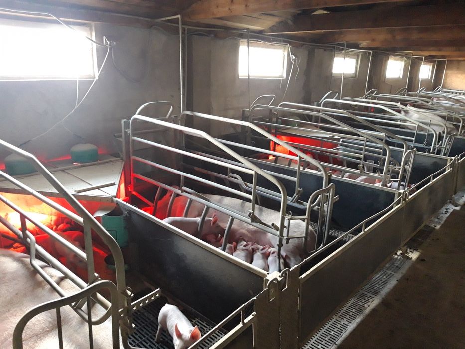 Продаємо  поросят,поросята ,малі поросята , малі кнурі на племя