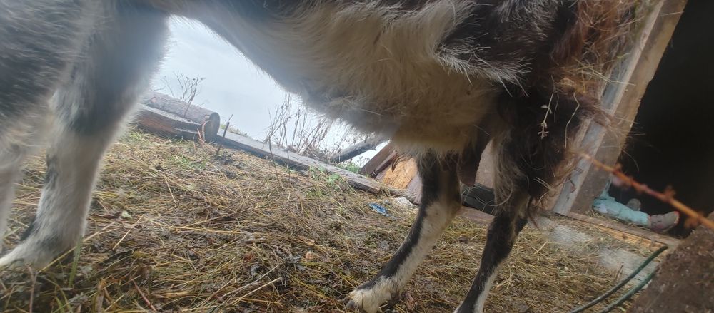 Продам козу породисту