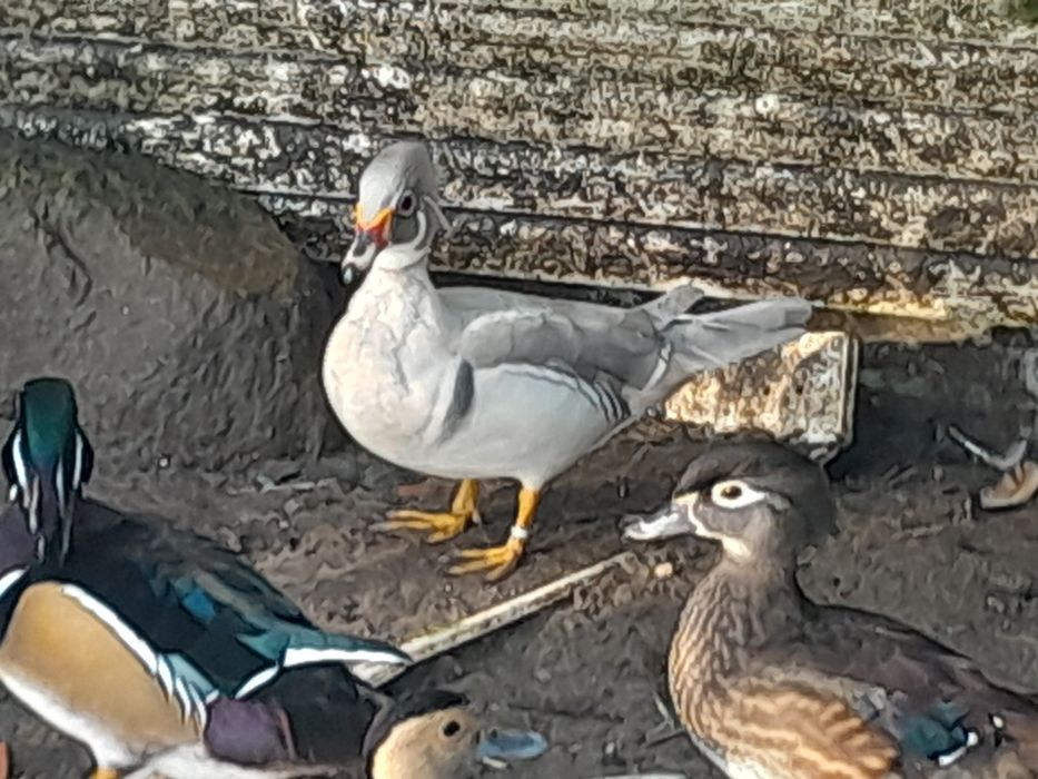 Patos exoticos, pavões, gansos
