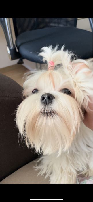 Вязка Мальтезе РАЗВЯЗАН, короткий носик, кукольные глазки, КСУ