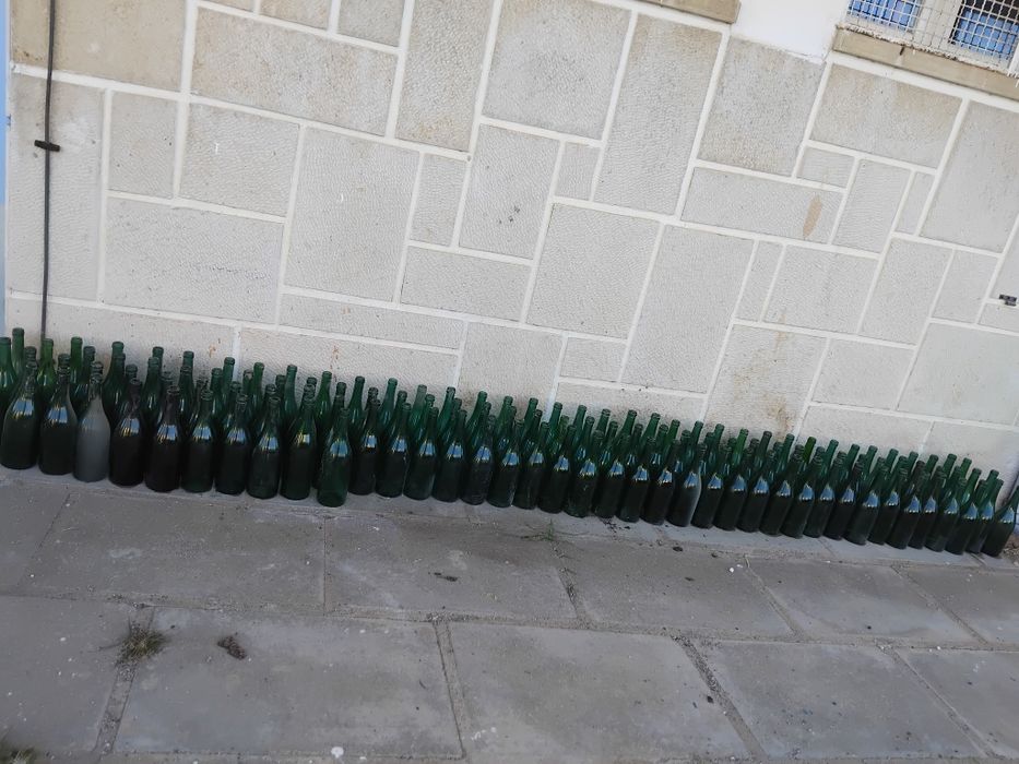 Wine Bottles498380327135498244
