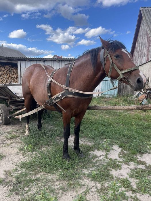 Продам робочу кобилу