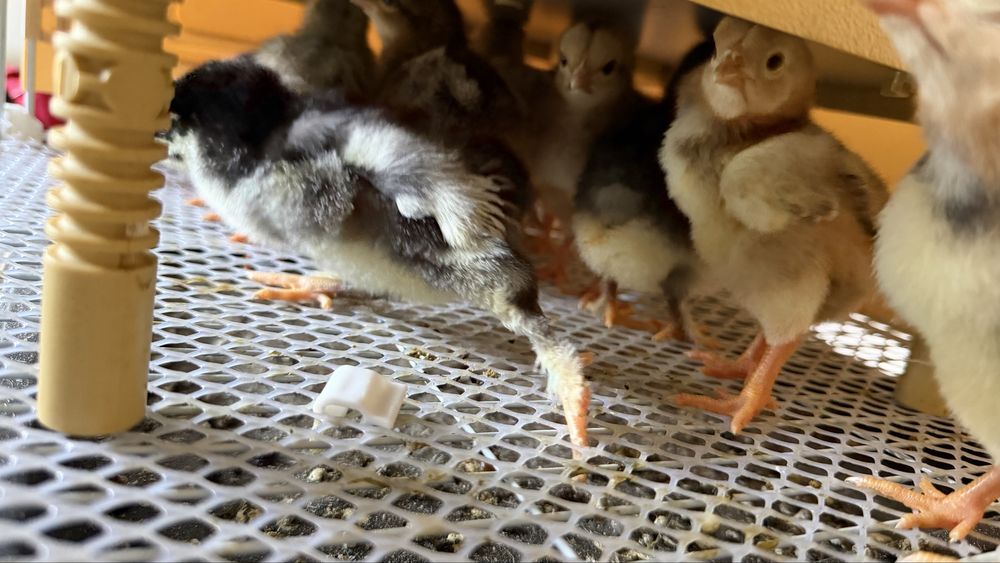 Vendo Pintos de Malines, Leghorn e Pedrês