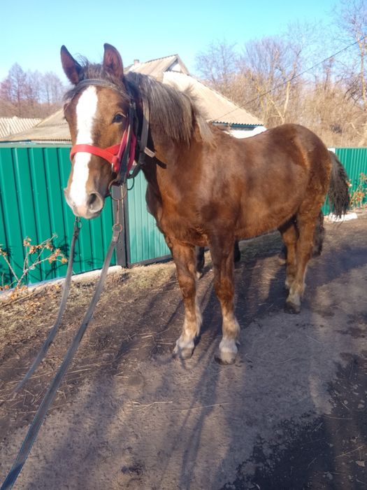 Продам лошат ваговозів