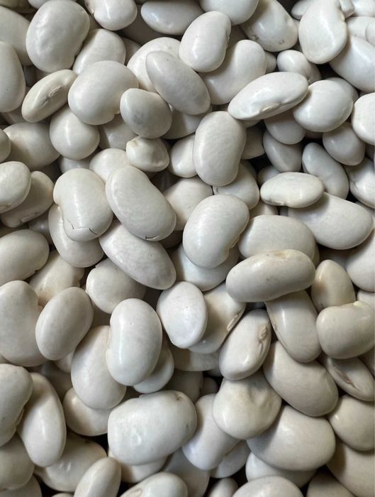 Fasola Jaś Karłowy, nasienie, zbiór 2025, 25kg, sucha