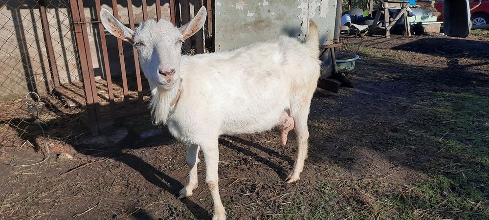 Продам кози 3 дойних