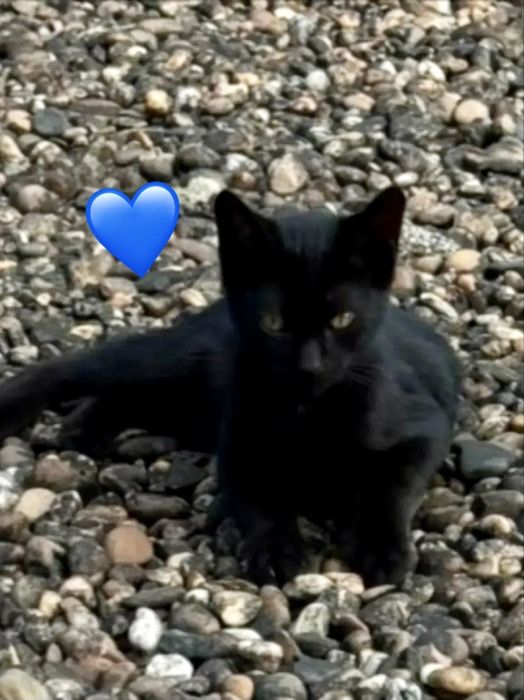 Gatinhos bebés para adoção responsável