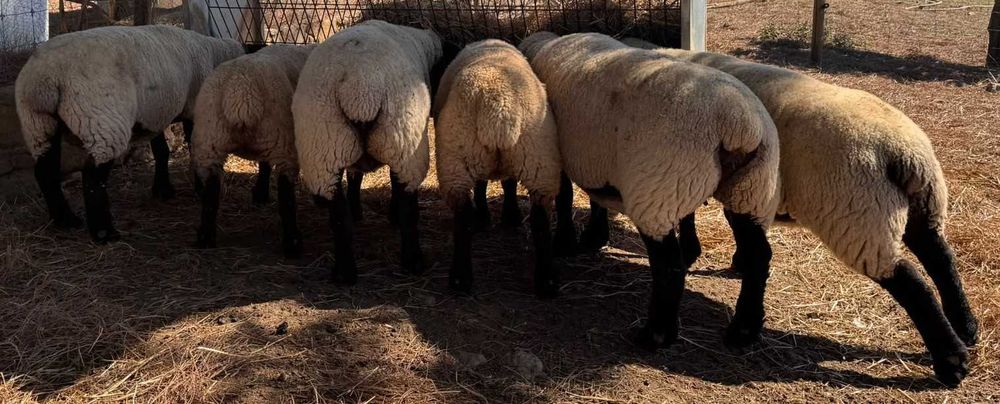 Ovelhas Suffolk com certificado
