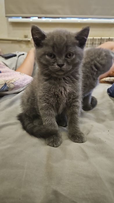 Шотландські кошенята