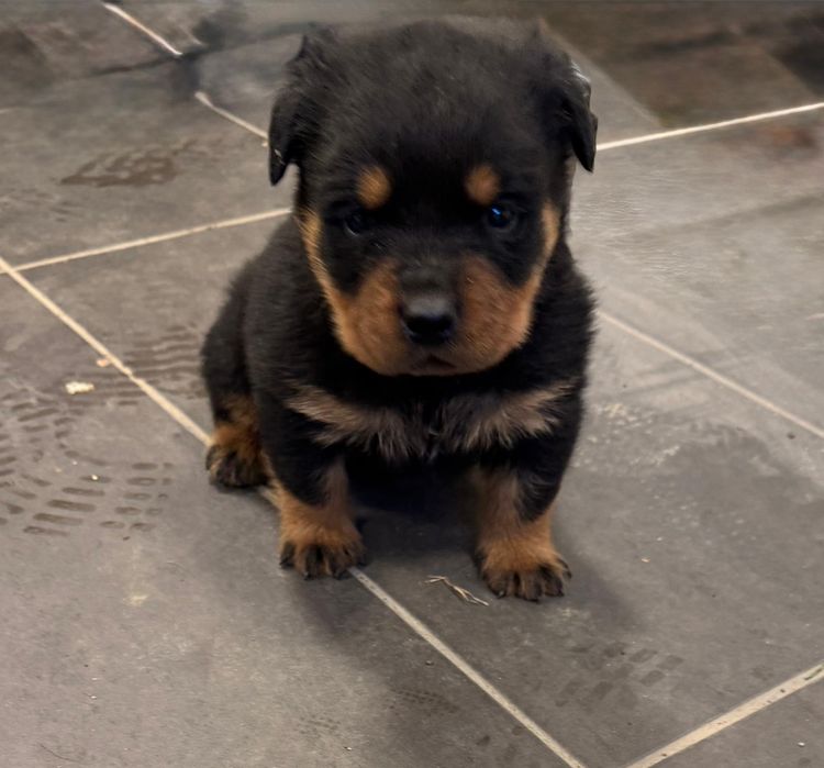 Piesek Rottweiler!