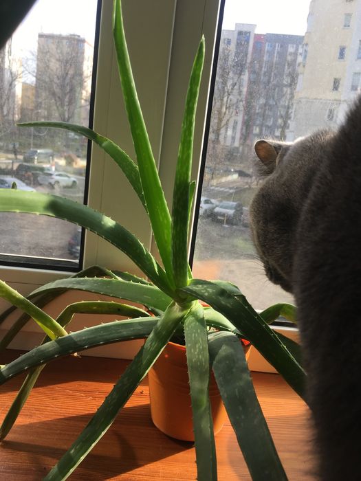 Квіти, вазони, кімнатні рослини.