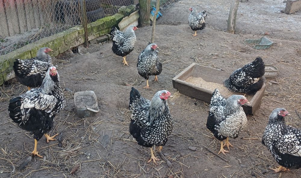 Інкубаційне яйце, віандот срібло