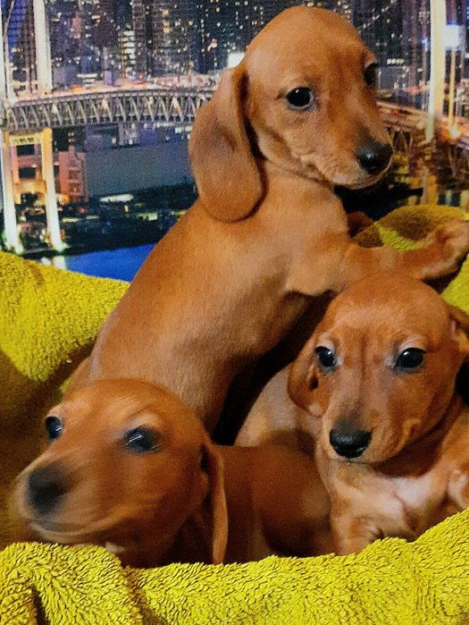 Кроличьи щенки таксы с родословной