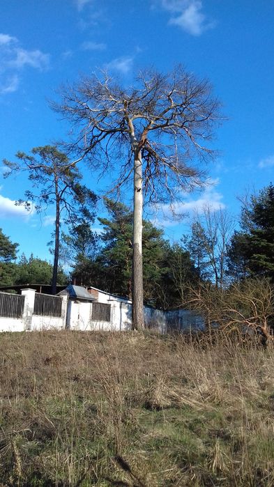 Wycinka drzew wynajem pielęgnacja rębak podnośnik mulczer