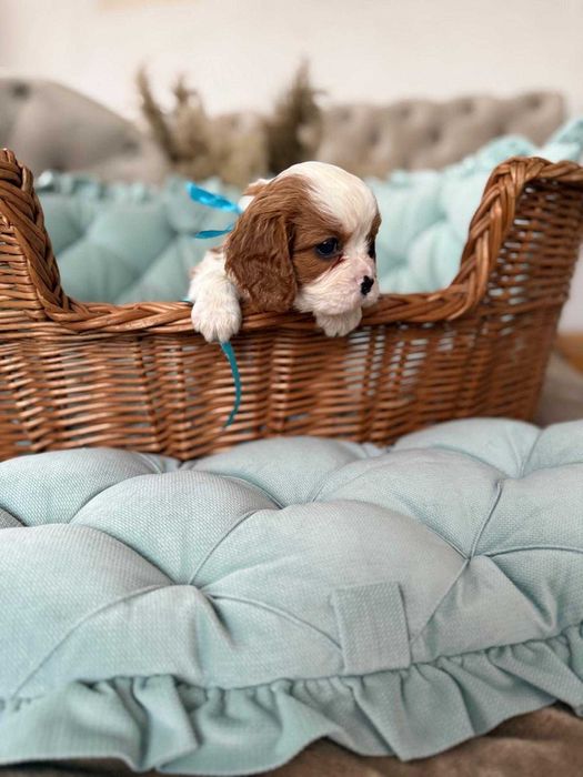Cavalier King Charles Spaniel piesek z rodowodem