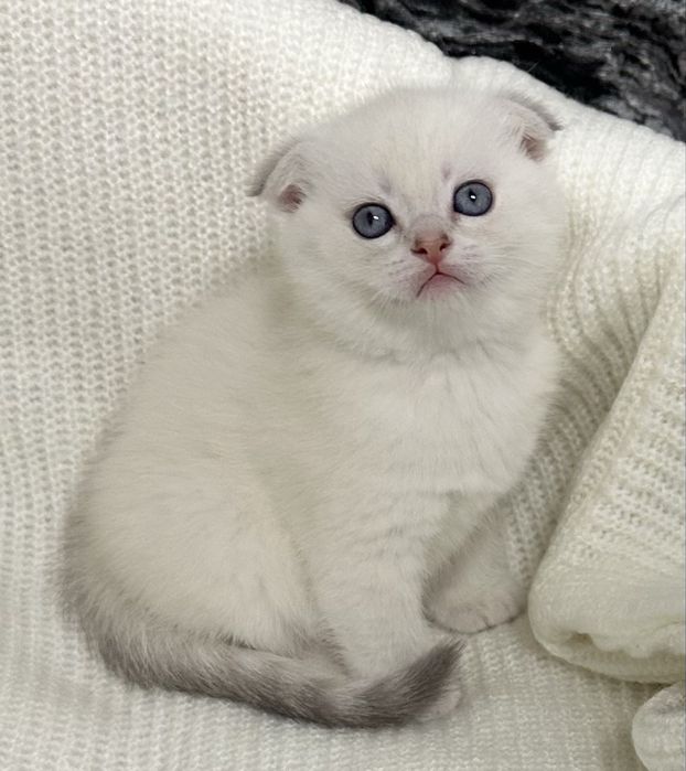 Хлопчик шотландець