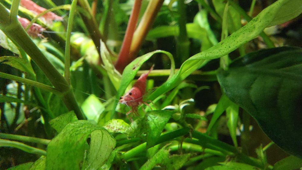 Krewetki Red Cherry (Neocaridina Davidi Var. Red) duże, okazja!