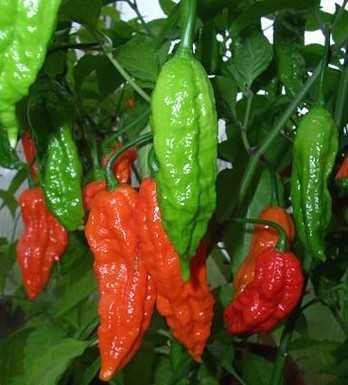 10 Sementes Naga Bhut Jolokia Vermelha ou Amarela MALAGUETA PIMENTA