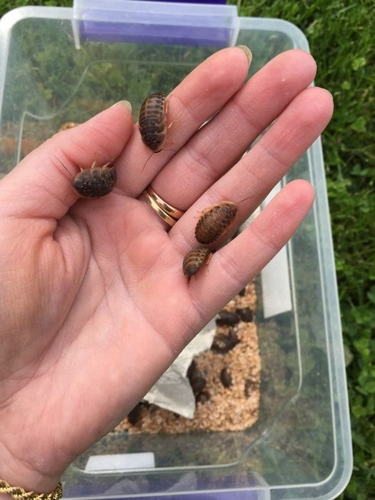 Dubia karaczany argentyńskie 2-2,5cm 100 sztuk