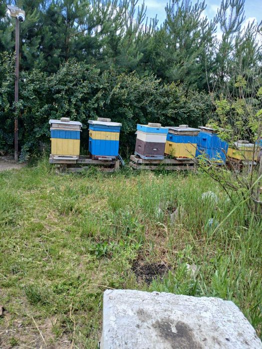 Pszczoły ule wielkopolskie